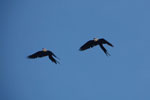 Hyacinth Macaws (Anodorhynchus hyacinthinus) in flight