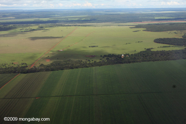 Soy field in the Brazilian Amazon. Again this year, Brazil has the highest number of murders of environmental and land defenders. Photo by: Rhett A. Butler.