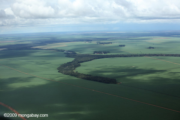Fragments of cerrado forest in Brazil's Mato Grosso state. The proposed railroad route goes through some of the last standing intact forest in the state. Photo by Rhett A. Butler.