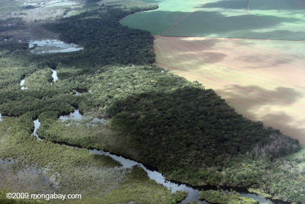 photo of China and Europe's outsourcing of soy production impacts the Amazon image