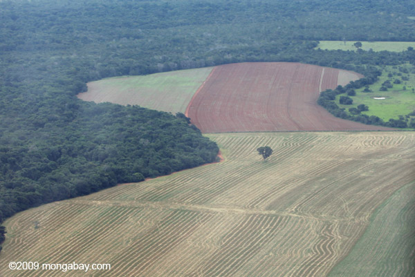 Remnant Brazil nut tree in a landscape cleared for soy fields. 