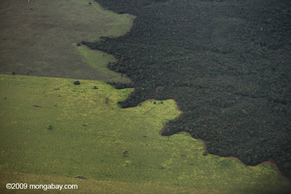Selva amazónica y pastura de ganado. Fotografía de Rhett A. Butler.