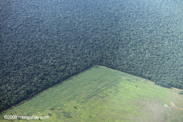 photo of Brazil unlikely to sustain gains in reducing deforestation without new incentives for ranchers, says study image