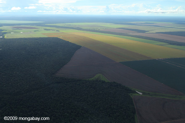 La demande croissante d'huile végétale conduit à la destruction de la forêt tropicale