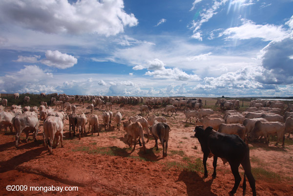 Pastura de ganado en un lugar que en su día fue parte del Amazonas brasileño. Fotografía de Rhett A. Butler.