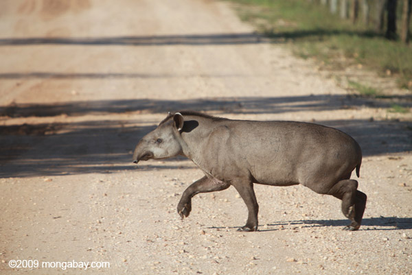 Un tapir amazónico atravesando una carretera en el Pantanal. Fotografía de: Rhett A. Butler.