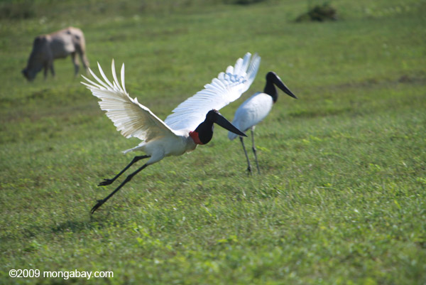 Jabiru stork taking flight 