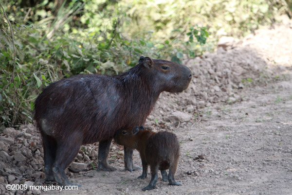 Mother capybara with baby in Brazil. Photo by: Rhett A. Butler.