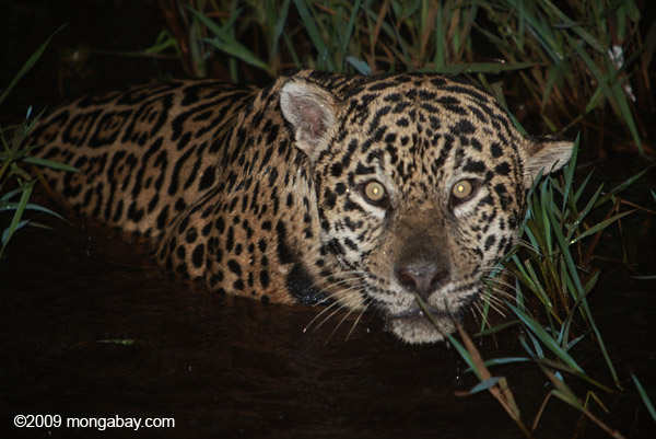 Jaguar in Brazil. Photo by: Rhett A. Butler.