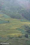 Terraced rice fields in the northwestern Yunnan province