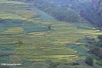 Rice paddies in northwestern Yunnan