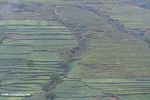 Terraced rice paddies in the northwestern Yunnan province