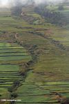 Rice paddies in the northwestern Yunnan province