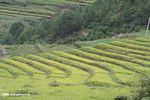 Terraced rice fields in northwestern Yunnan