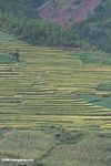 Terraces of rice paddies in the upper Mekong river valley in northwestern Yunnan