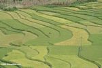 Man standing in a rice paddy
