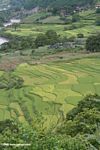 Green rice fields of the upper Mekong river valley in northwestern Yunnan