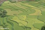 Green rice fields of the upper Mekong river valley
