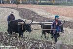 Tibetan woman leading an ox-plow