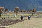 Tibetans plowing a field in NW Yunnan