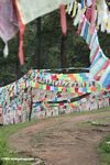 Buddhist prayer flags at Ringa monastery