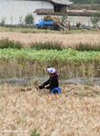 Tibetans harvesting grain in field near Zhongdian