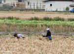 Tibetans harvesting grain in community field near Zhongdian