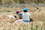 Tibetans harvesting wheat