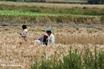Tibetans harvesting grain