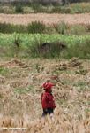 Tibetan boy in a field of grain