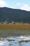 Cattle in a marshy field in Tibetan Yunnan