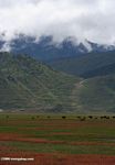 Pasture and mountains near Zhongdian