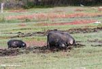 Hogs rooting in a pasture