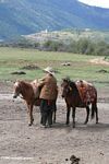 Tibetan cowboy preparing horses to be ridden