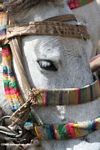 Closeup on a Tibetan pony