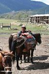 Tibetan cowboy with horses