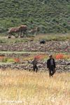 Tibetan farmers walking the perimeter of their pasture