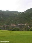 Bright green rice paddies in Yunnan