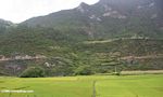 Bright green rice paddies in northwestern Yunnan province