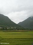 Rice in NW Yunnan province