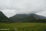 Flat rice fields