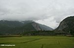 Rice fields in southern China