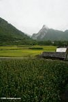 Rice paddies near the Yangtze