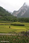 Rice and corn fields near the Yangtze