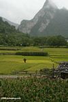 Rice fields near Qizhong