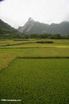 Rice paddies near Qizhong