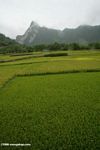 Rice cultivated near Qizhong
