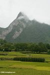 Mountain peak with rice fields in the foreground