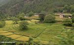 Village surrounded by mountains and rice fields in NW Yunnan