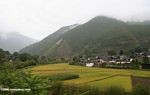 Village surrounded by mountains and rice fields in Tibetan Yunnan